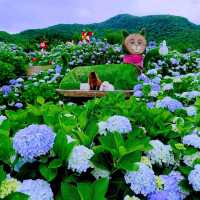 竹子湖 (Zhuzihu – Yangmingshan Calla Lily Fields)