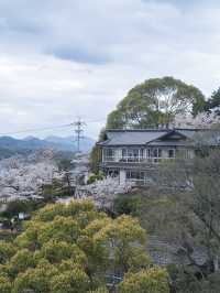 【広島】行かなきゃ損‼️尾道水道×桜の絶景🌸 ライトアップも✨
