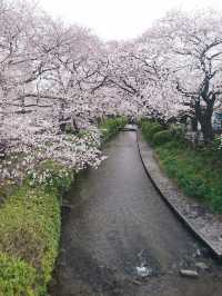 Chasing Sakura at Nikaryo Stop