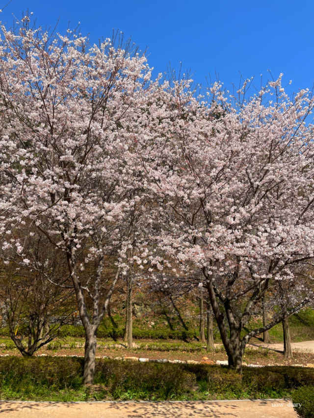 이제 벚꽃시즌🌸 부산에서 즐기는 벚꽃여행코스 정리