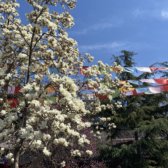 廣仁寺三月花季，錯過再等一年！
