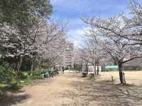 【大阪府】2025桜開花🌸　大阪桜スポット
