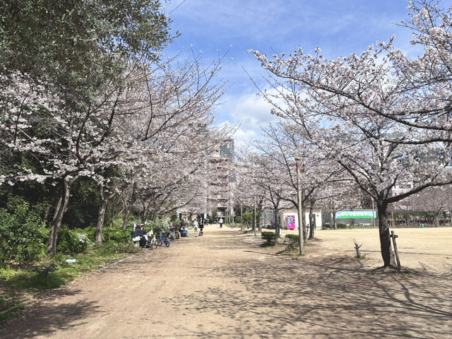 【大阪府】2025桜開花🌸　大阪桜スポット