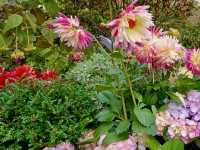 賞花及花伴野餐初體驗在大安森林公園
