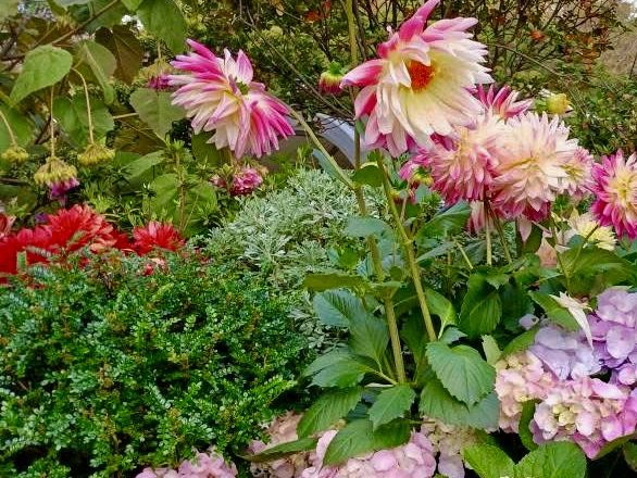 賞花及花伴野餐初體驗在大安森林公園