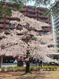 仙台西公園賞櫻美景
