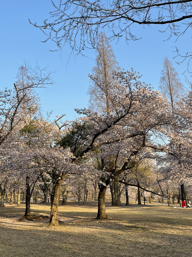 경주 벚꽃 명소, 4월 국내 여행지 추천, 국내 겹벚꽃 명소