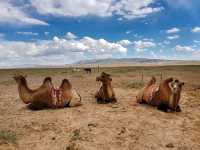 Sustainable Adventure at Khongor Sand Dunes, Mongolia