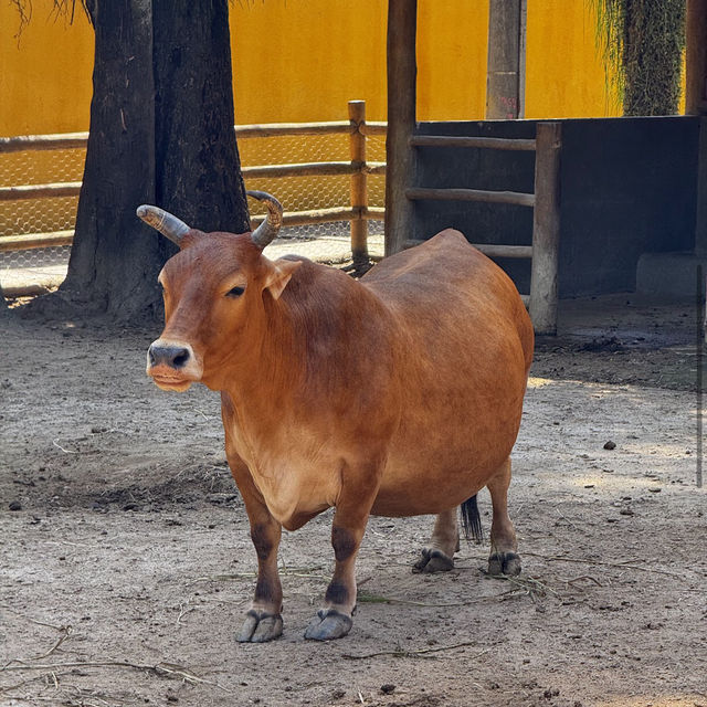 ボア・ジ・フリオ公園（ブラジル・リオデジャネイロ） – 静寂の中に広がる熱帯植物の楽園 