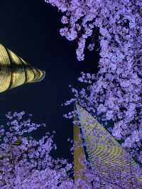 Lujiazui Cherry Blossoms  - Shanghai’s Skyline in Pink