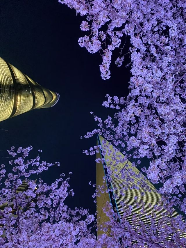 Lujiazui Cherry Blossoms  - Shanghai’s Skyline in Pink