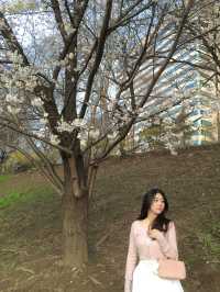 우리동네 노을 + 벚꽃 명소 🌸🧡