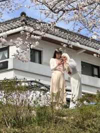 釜山春日絕景：溫泉川櫻花隧道與我相遇的一天