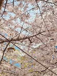 A Sea of Cherry Blossoms: Yeouido Festival's Overwhelming Beauty