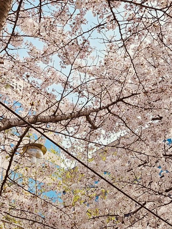 A Sea of Cherry Blossoms: Yeouido Festival's Overwhelming Beauty