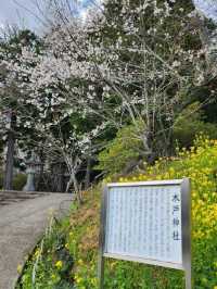 【山口グルメ】和カフェ大貫・山口の桜