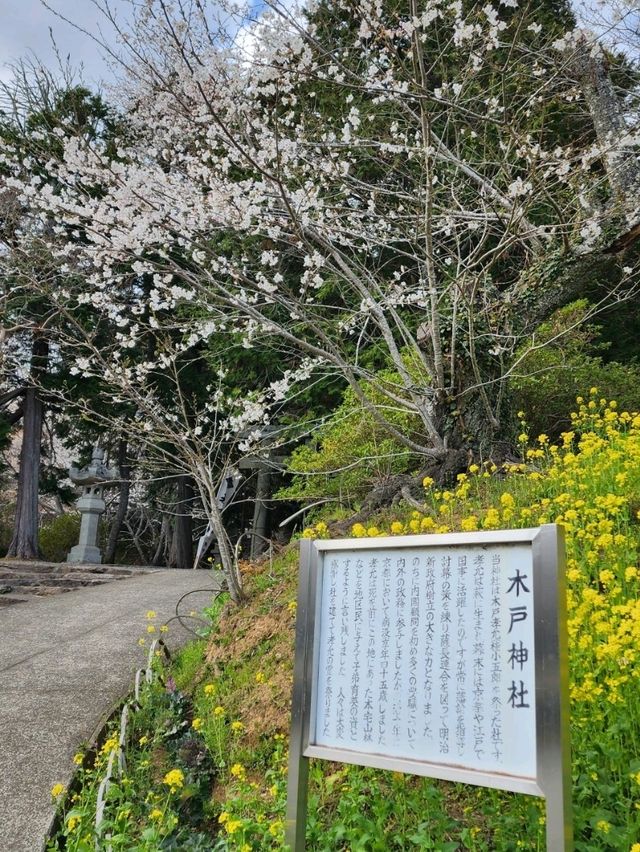 【山口グルメ】和カフェ大貫・山口の桜