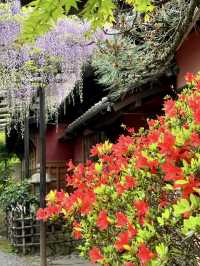 Wisteria Trellises at Kin Suitei