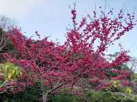 🌸** 山林自然景觀與櫻花浪漫的美麗步道**🌸