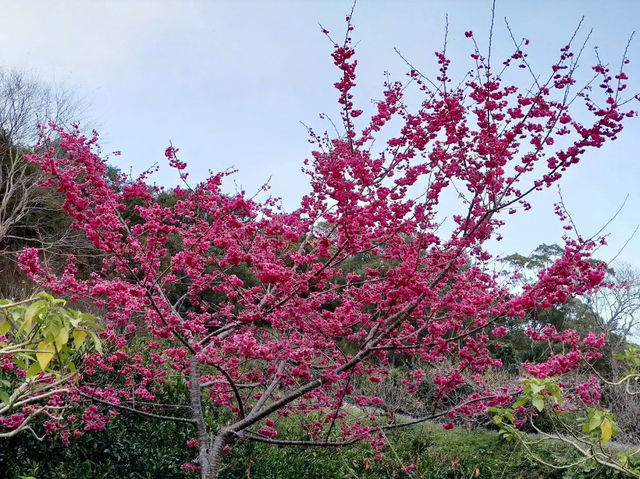 🌸** 山林自然景觀與櫻花浪漫的美麗步道**🌸