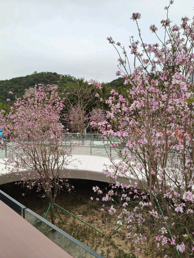 新加坡 -海口-文昌-海口-珠海-福州-亚庇-新加坡（30/3/25-7/4/25）