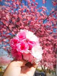 Spring in Yunnan, China? Go Where The Cherry Blossoms Bloom Like Dreams