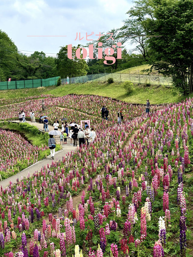 【栃木×鹿沼市花木センター】3万本のルピナスが斜面に・・