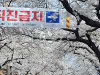 “Jinhae in Bloom: A Spring Symphony of Cherry Blossoms”