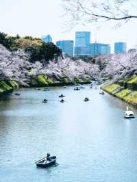 東京春日限定浪漫｜千鳥淵