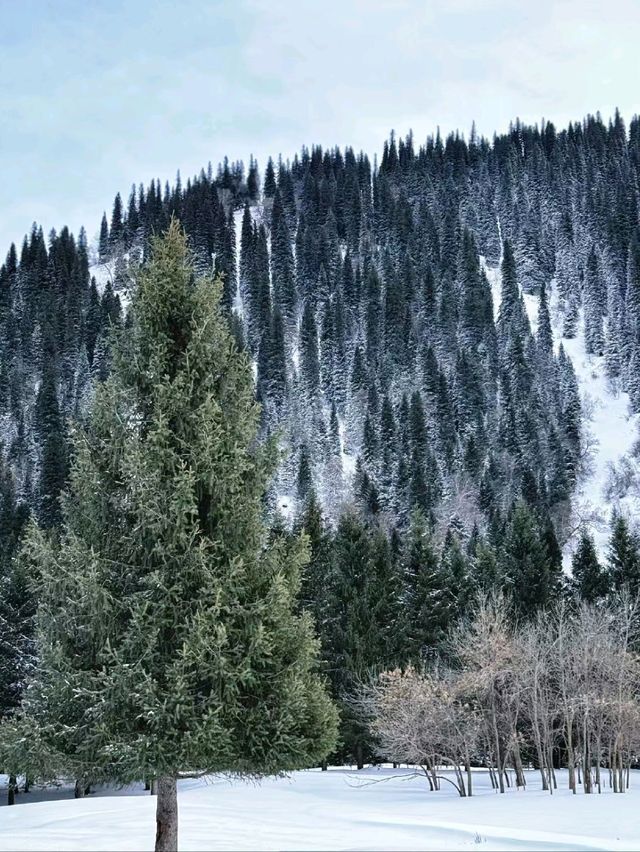 Magical Winter in Nalati: A Fairytale of Snow and Serenity