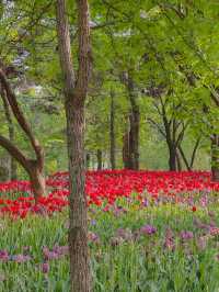 그냥 산책하러 갔는데… 완전 튤립축제🌼