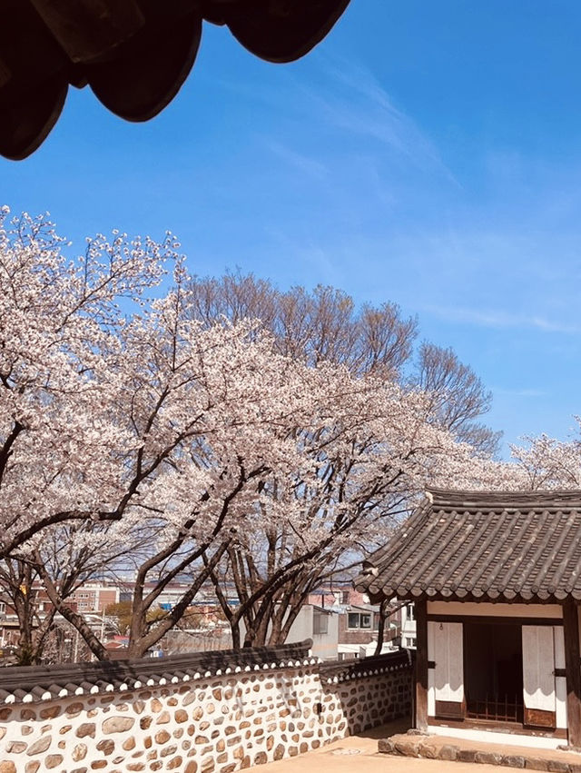 Hwadojin Park: A Riverside Retreat Blooming in Spring 🌸🌊🚶‍♀️