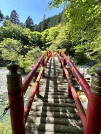 【岐阜】青もみじと赤い橋のコントラストに魅了