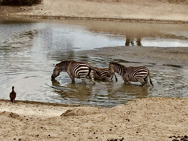 Tarangire 國家公園｜坦尚尼亞經典野生動物天堂