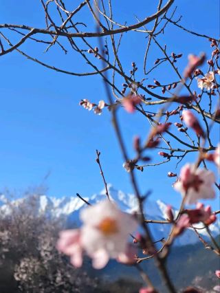 Blush of the Himalayas: The Bold Beauty of Nyingchi's Peach Blossoms