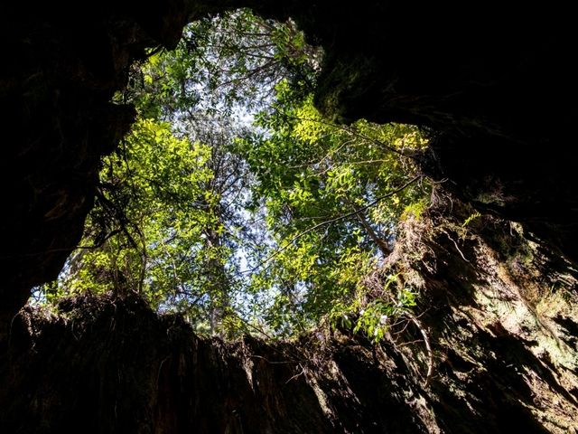 【鹿児島】縄文杉を観に行ってきました！