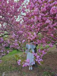 포토존 가득한 경주 봄꽃여행코스 탑티어🌸