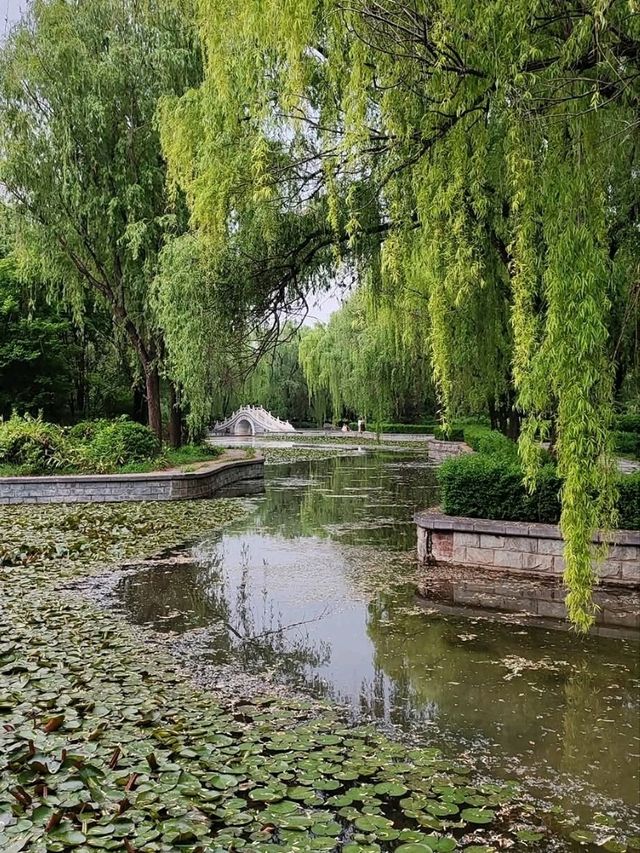 洛陽隋唐城遺址植物園賞牡丹