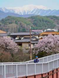Blush of History: Sakura in the Shadows of Takato Castle