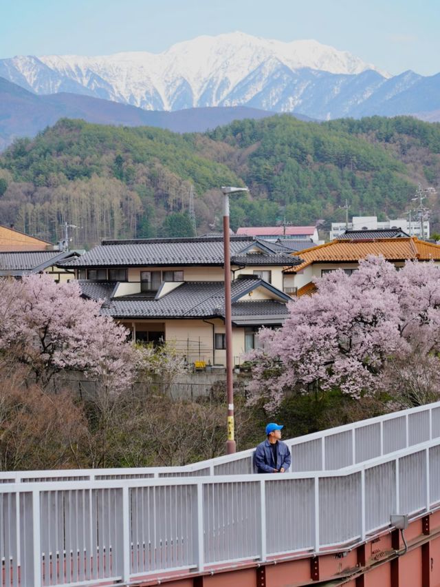 Blush of History: Sakura in the Shadows of Takato Castle