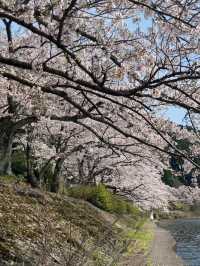 Kaizu Osaki Sakura | The Scenic Sakura Road Along Lake Biwa