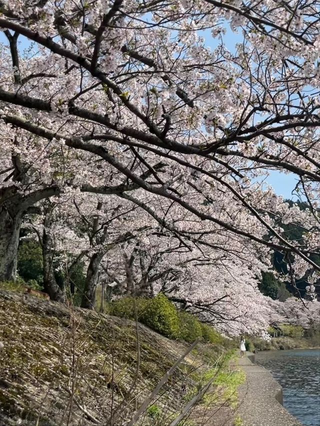 Kaizu Osaki Sakura | The Scenic Sakura Road Along Lake Biwa