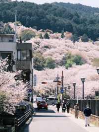 🌸 Caught the Last Wave of Kansai's Cherry Blossoms — Just When I Thought I’d Missed It!