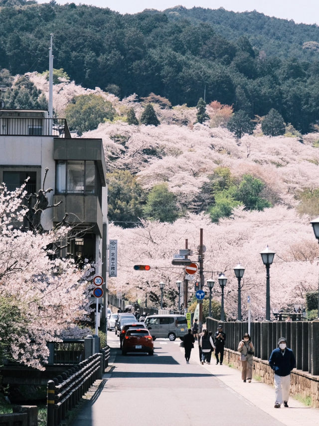 🌸 Caught the Last Wave of Kansai's Cherry Blossoms — Just When I Thought I’d Missed It!