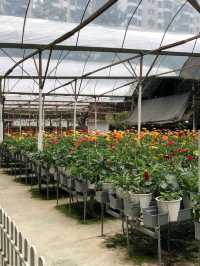 🍓✨ Genting Strawberry Leisure Farm: A Berry Sweet Escape!