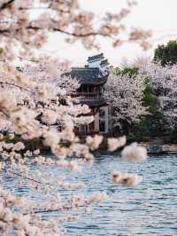 Cherry Blossoms at Mengxi Garden