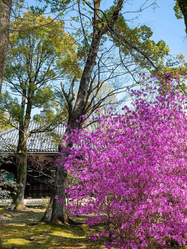 Kyoto’s Late Cherry Blossom Hidden Gem – Ninna-ji Temple’s Spring Five-Storied Pagoda