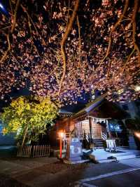 Kuramae Shrine Sakura | Tokyo's Hidden Riverside Blossom Spot