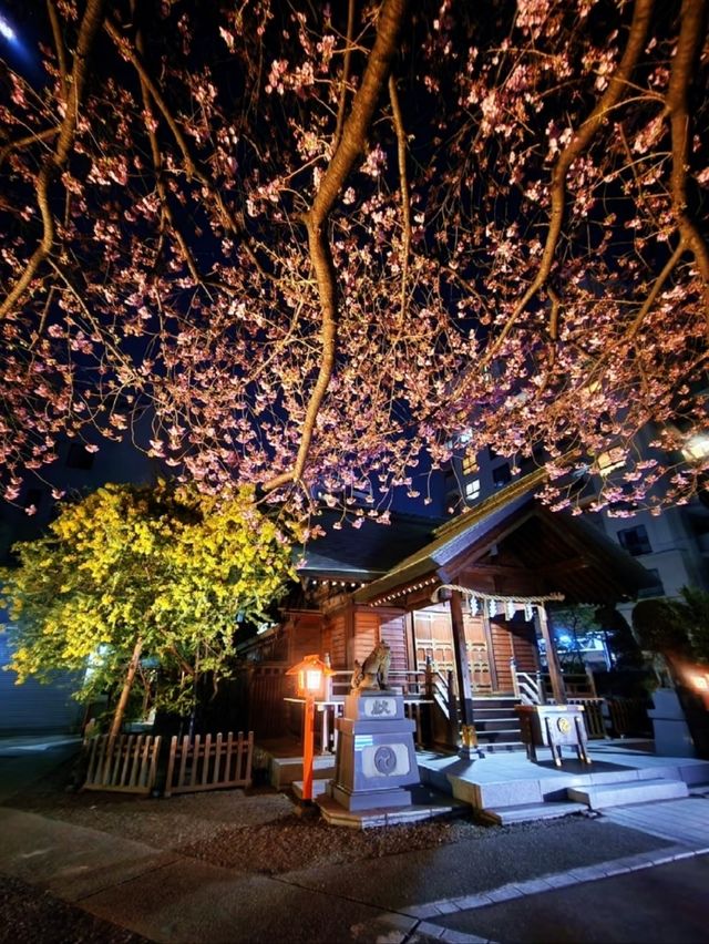 Kuramae Shrine Sakura | Tokyo's Hidden Riverside Blossom Spot