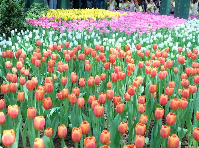  Miracle of Natural สวนทิวลิป ระยอง